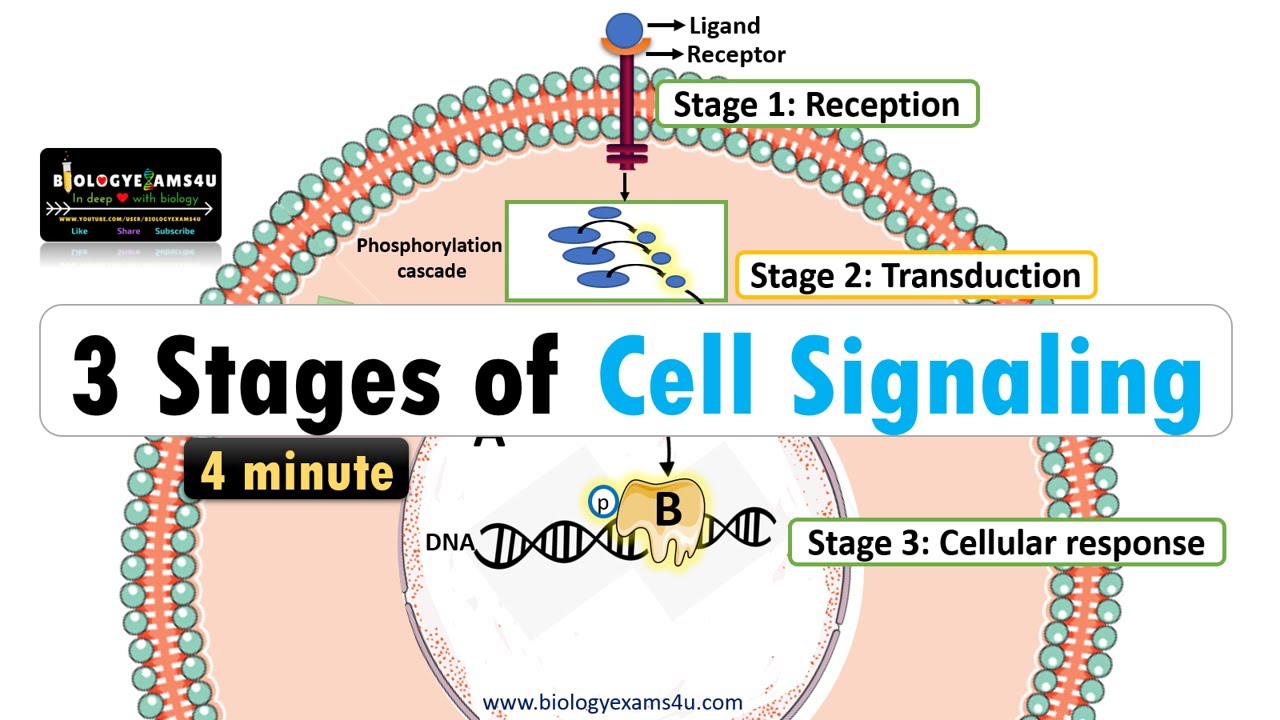 3 Stages Of Cell Signaling