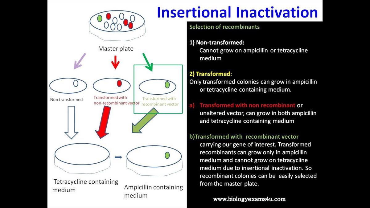 what-is-insertional-inactivation-how-it-helps-in-the-selection-of