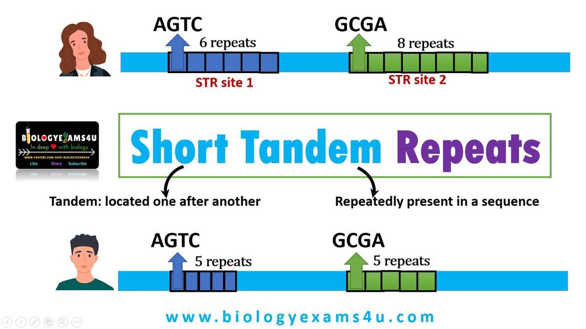 What are Tandem Repeats in DNA? Short Tandem Repeats (STR) and its