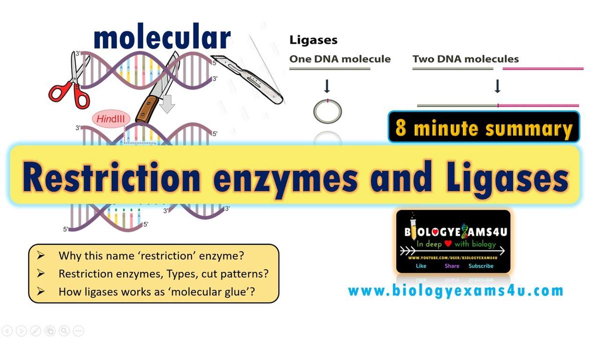 restriction-enzymes-and-dna-ligase-a-simplified-summary