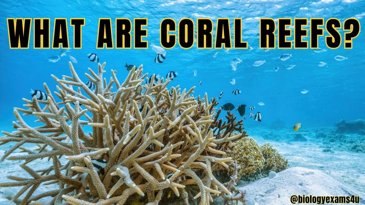 What are Coral Reefs? 🪸| Types of Coral Reefs 🪸| Why are coral reefs so ...