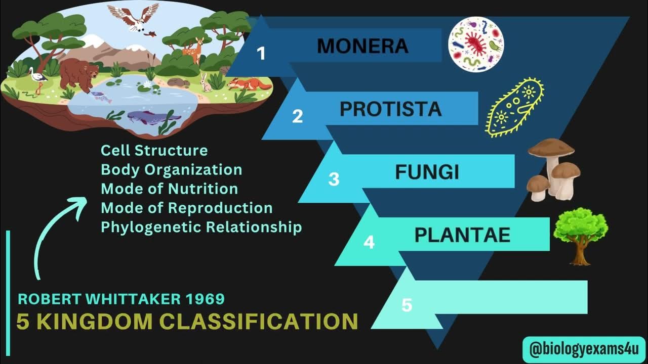 5 Kingdom Classification With Examples - Whittaker | An Overview ...